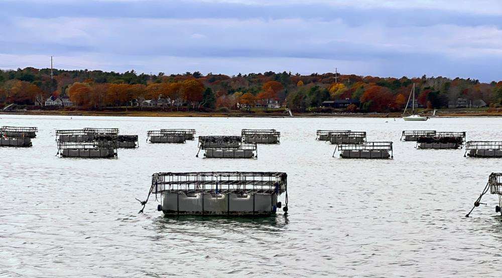 Oyster Farming Tour